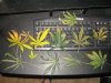 DSC01044.jpg