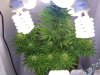 PPPf 1212D37-55-wholeplant.JPG
