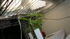 DSC01132.jpg