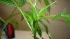 DSC01128.jpg