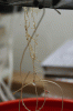 root.gif root.gif
