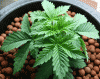 plant.gif plant.gif