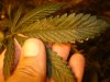 DSC02079.jpg