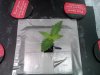 Grow 002.jpg Grow 002.jpg
