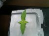 Grow 003.jpg Grow 003.jpg