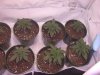 Grow 007.jpg