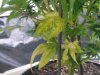 yellowing.jpg
