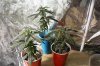 Picture 021.jpg