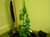 plant.jpg