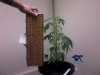 plant1.jpeg