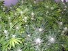 rollitup 008.jpg
