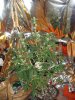 DSC02125.jpg