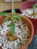 large plant.jpg