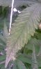 IMAG0145.jpg