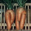 funny-shaped-vegetables.jpg