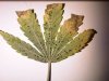 plant2.jpg