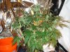 DSC02160.jpg