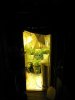 plant issues 003.jpg