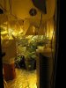 plant issues 005.jpg