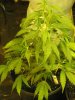 plant issues 011.jpg