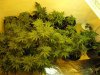 plant issues 001.jpg