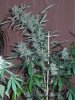 16.03.8 grow journal 011.jpg