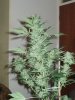 16.03.8 grow journal 010.jpg