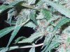 16.03.8 grow journal 003.jpg