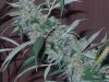 16.03.8 grow journal 004.jpg