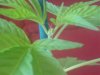 top of plant.jpg