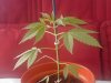 plant 2.jpg