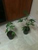planties.jpg