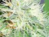 Odyssey week 5.5  flower 012.jpg