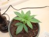plant2.jpg