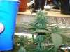 DSC02197.jpg