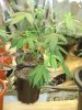 DSC02209.jpg