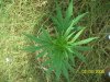 100_2871.jpg