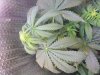 sour diesel.jpg sour diesel.jpg
