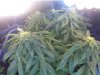 Bag seed Rubbermaid.jpg Bag seed Rubbermaid.jpg