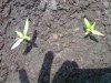 replanted crappy soil.jpg replanted crappy soil.jpg