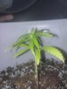 Cut off bottom 2 tiers of leaves.jpg Cut off bottom 2 tiers of leaves.jpg
