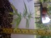 bigger plant.jpg bigger plant.jpg