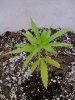 bottom brown leaves.jpg bottom brown leaves.jpg