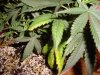 canniboss-182785-albums-second-gen-picture977634-dsc00340.jpg