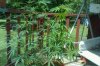 weed3.jpg