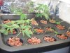 DSC03244.jpg