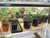 DSC03242.jpg