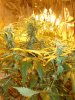 DSC03248.jpg