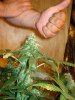 DSC03228.jpg