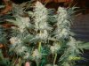 1st WW 7 weeks 3 days flowering 3.jpg